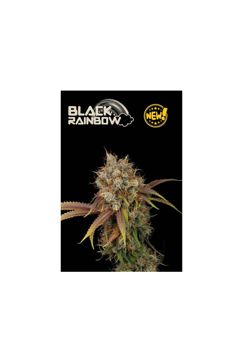 Black Rainbow, Фасовка: 1